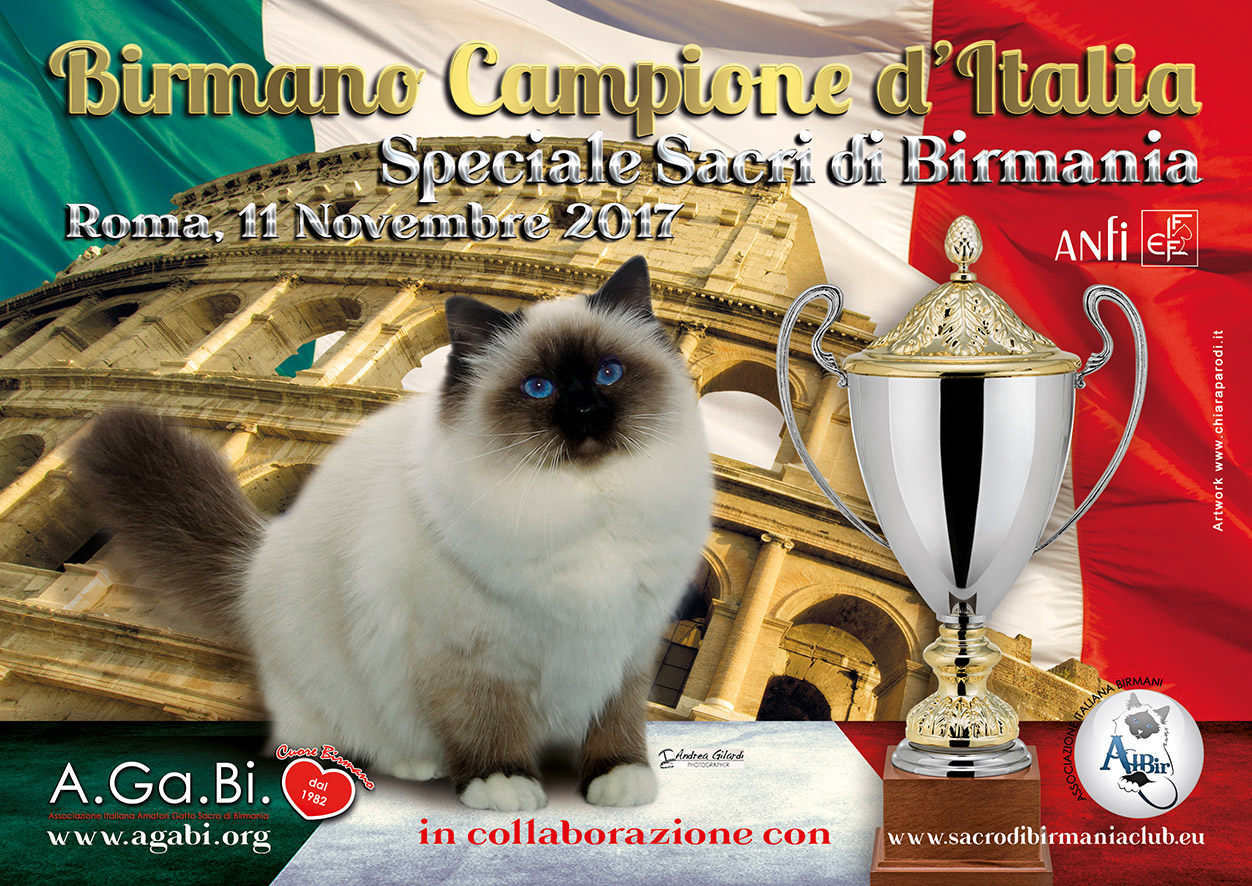 fronte BIRMANO CAMPIONE ITALIA